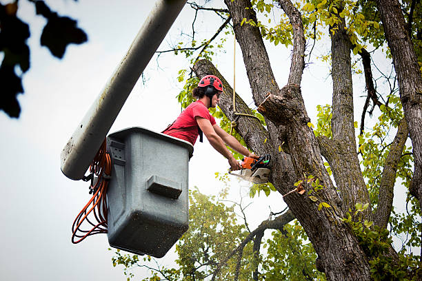 Best Tree Risk Assessment  in Wilberforce, OH